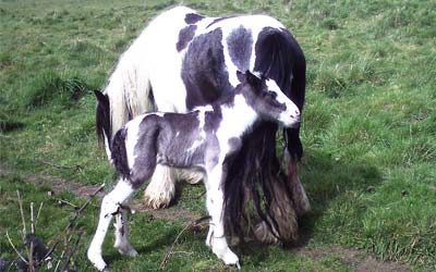 A new foal was born