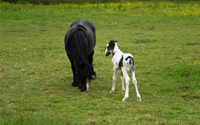 Another Foal born